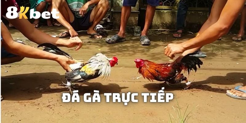 da-ga-truc-tiep-avt